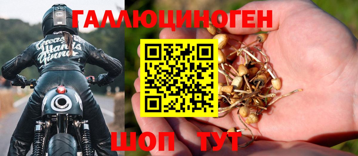 Галлюциногенные грибы Psilocybe  Галлюциногенные грибы Psilocybe  Нальчик  закладка  Вход с VPN 